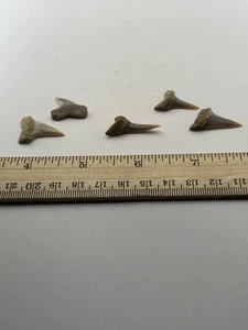 Bakersfield Mako Shark Tooth Lot Fossils Set Of 5  V59 - Picture 1 of 3