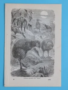 Original Vintage 1887 Print: Curious Apteryx or Kiwi Moonlit Foraging 6"x9" - Picture 1 of 2