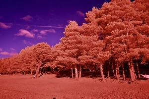 Infrared Filter IR-Chrome / Aerochrome 72mm filter *** SEE VIDEO *** UK Seller - Picture 1 of 16