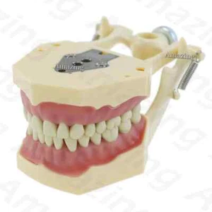 Dental Frasaco AG3 Tipo Typodont Modelo 32PC Dientes Restaurador Extraíble Atornillable - Imagen 1 de 9