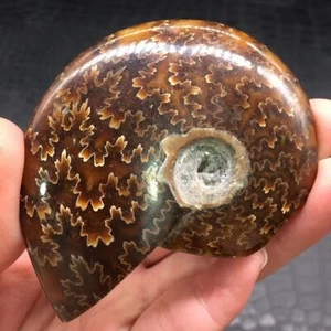 Rare Natural Conch Ammonite Fossil Hand Carved Crystal Quartz Conch Decorate 1Pc - Picture 1 of 16