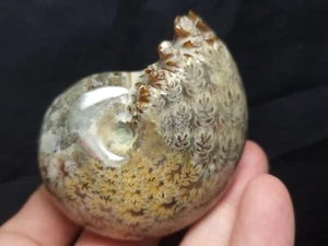 Ammonite Phylloceras Fossil from Madagascar 2.5" (152.4 gr.) - Picture 1 of 5