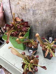 Sarracenia Psittacina Var. Okefenokeensis, Liberty Co., FL Small Potted Division - Picture 1 of 3