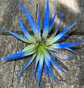Light Blue Tillandsia Capitata 6" Enhanced Colored Air Plant Free Shipping - Picture 1 of 5