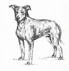 Manchester Terrier #3 - CUSTOM MATTED - 1963 Vintage Dog Art Print 0507 CLD