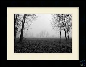 Impresión fotográfica de 12x18 campo forrado de árboles en una mañana de niebla - Imagen 1 de 6