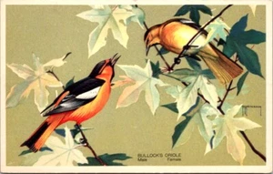 Postal American Wildlife Series Bullock's Oriole masculino y femenino ©1939 Q610 - Imagen 1 de 2