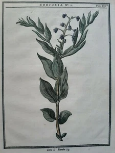 BOTANICA;Duhamel du Monceau Henri Louis 1755 "CORIARIA" Alberi - Foto 1 di 2