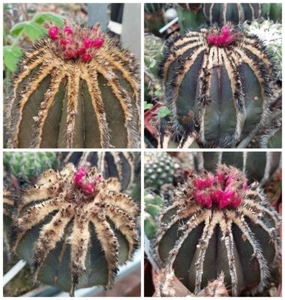 Uebelmannia pectinifera 10seeds harvest 2024 - Picture 1 of 7