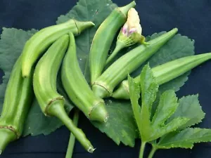 Okra Clemson Spineless - 10+ Samen - ERTRAGREICH und FEIN! He 024 - Bild 1 von 1