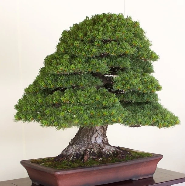 Pino Rojo Japones - Pinus densiflora - ideal para bonsai semillas
