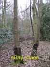 Photo 6x4 In Highland Wood Kidmore End Typical light woodland just off th c2007