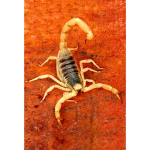 Imán de refrigerador 3D - Venenoso Arizona Bark Scorpion - Pizarra blanca, armario - Imagen 1 de 1