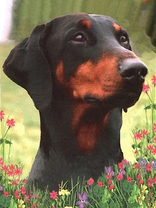 DOBERMANN PINSCHER KOPFSTUDIE SCHÖNE HUNDE GRÜSSE NOTIZKARTE - Bild 1 von 1