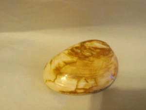 CLAM SHELL FOSSIL POLISHED UNIQUE PATTERN LARGE 7.3 OZ. MADAGASCAR  - Picture 1 of 3