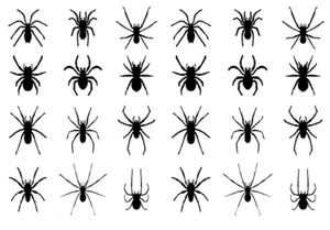 Schwarze Spinnen Tiere x24 Cupcake Topper Essbar Waffelpapier Fee Kuchen Topper  - Bild 1 von 2