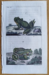 Frog Toad (F) - Wilhelm Amphibian Original Colored Print - 1800 - Picture 1 of 1
