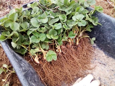 Piantine di Fragole "Rifiorente" a radice nuda naturali "ANAIS" 50 pezzi. - Immagine 1 di 4