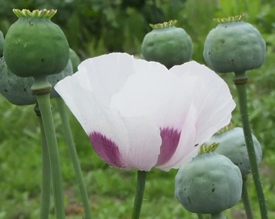1,500 Large Tasmanian White Poppy Seeds P.  Somniferum  BUY ONE GET ONE FREE - Image 1 of 4