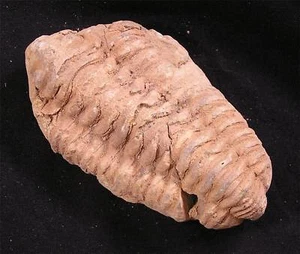 FOSSIL 500 Million Years Old Morocco TRILOBITE #56 - Picture 1 of 1
