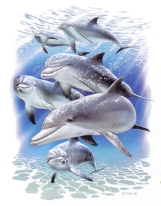 SUPERBE TEE SHIRT HAUTE QUALITE DAUPHINS   .S. M. L. XL. XXL. XXXL + ENFANTS - Picture 1 of 1