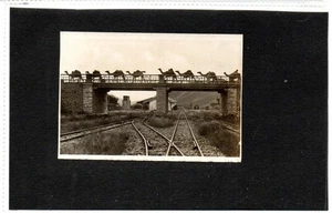 Vintage photograph of camels crossing railway bridge in China? (C92790) - Picture 1 of 1