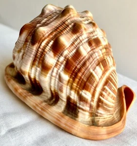 Bullmouth Helmet Shell Peach/Orange/ White/Brown/ Umber Spiral Perfect Condition - Picture 1 of 4