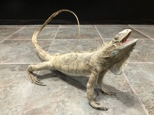 Vintage Iguana taxidermy Has Broken Tail And Spilt Underside 21" long