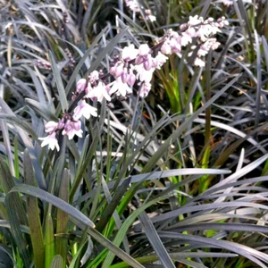 2 x Ophiopogon Planiscapus Nigrescens - Black Grass in 1 ltr pots FREE DELIVERY - Picture 1 of 3