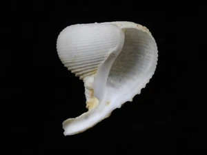 Sea Shell Rapa Rapa 70,5 mm ID#8059 - Imagen 1 de 4