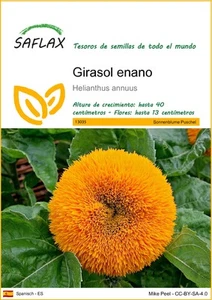 SAFLAX - Girasol enano - 40 semillas - Helianthus - Imagen 1 de 3