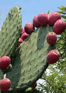 20+ RED Prickly Pear Cactus SEEDS (Opuntia ficus-Indica) 06/25Harvest - Picture 1 of 3