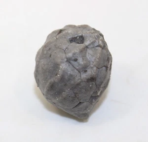 Paracrinoide, Malocystites murchisoni, Ordovizium, Chazian,Quebec, Kanada-eb8663 - Picture 1 of 6