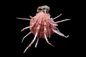 Seashells  - Spondylus nux - Picture 1 of 4