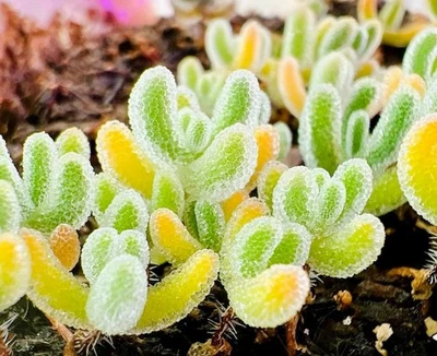 Drosanthemum hispidum *Cutting*   display in 7cm Pot succulent - Image 1 of 4
