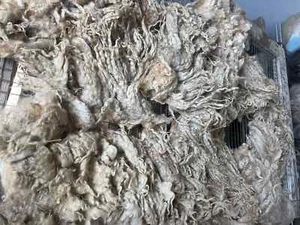 SALE 6.5+lbs Lincoln Fleece fiber spinning locks prim doll hair sheep raw wool - Picture 1 of 11