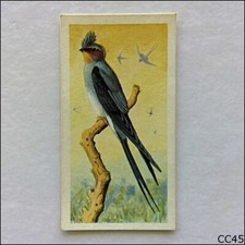 Brooke Bond Tea Card Tropical Birds 1961 #38 Indian Crested Swift (CC45)