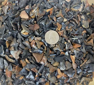 South West Florida Sharks Teeth Lot of 200 Fossilized Shark Teeth - Picture 1 of 5