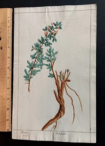 Original antikes botanisches Aquarell Haühel Restharrows 1782  - Bild 1 von 5