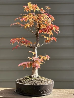 Japanese Acer sieboldianum Siebold Maple Autumn - Image 1 of 4