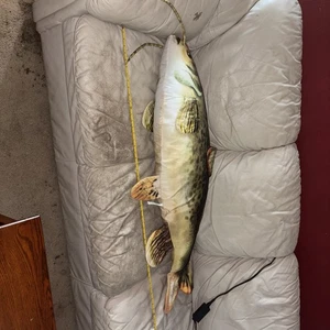 Catfish   Giant Stuffed Plush Body Pillow Treehouse 48” Cave Fisherman - Picture 1 of 3