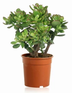 Crassula Ovata Pianta Grassa in Vaso 20 cm | Albero di Giada | Pianta dei Soldi - Picture 1 of 1