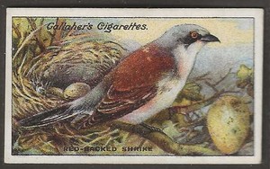 GALLAHER-BIRDS NESTS & EGGS 1919-#079- RED BACKED SHRIKE 