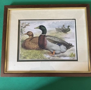 Antique Poultry Print - ROUEN DUCKS - by Artist J.W. Ludlow - Picture 1 of 5