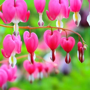 Bleeding Heart Plant Dicentra Spectabilis Outdoor Hardy Perennial in Plant Pot - Picture 1 of 12