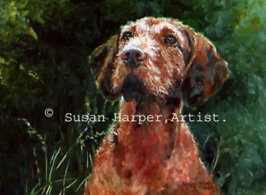 Hungarian Wire-Haired Vizsla Signed Dog Print by Susan Harper Unmounted - Picture 1 of 2