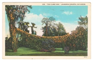 Vintage Hollywood FL Flame Vine Bignonia Venusta Postcard - Picture 1 of 2