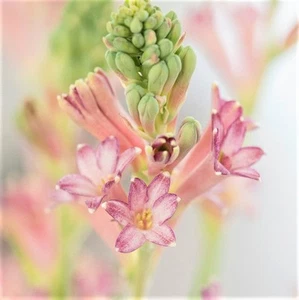 Easy to Grow Tuberose Cinderella 3 Plant Bulbs, Fragrant Summer Flowers - Picture 1 of 1