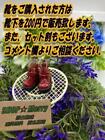 O28 Obitsu 11 red boots high cut shoes Nendoroid mini