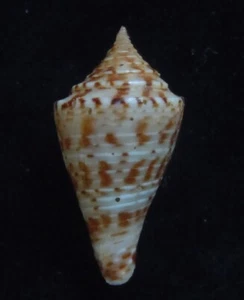 Seashell Conus eugrammatus 25 mm F++ - Imagen 1 de 6
